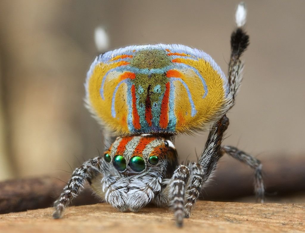 Паук Maratus volans