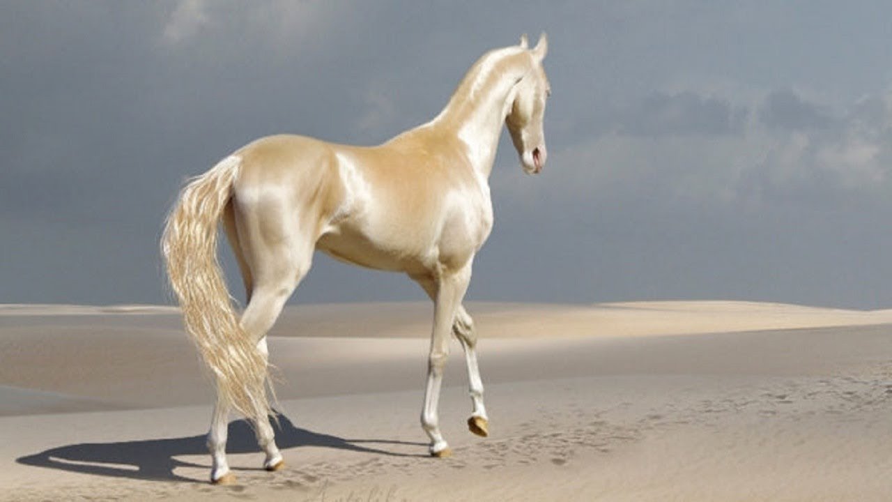 Самые дорогие коне. Akhal-Teke лошади. Туркменский скакун ахалтекинец. Ахалтекинская порода Изабелловая. Изабелловая масть лошади.