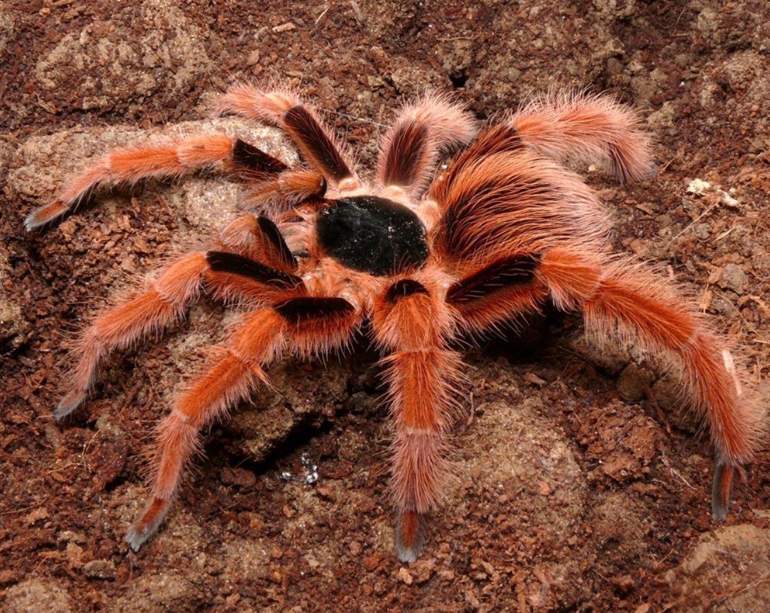 Megaphobema robustum