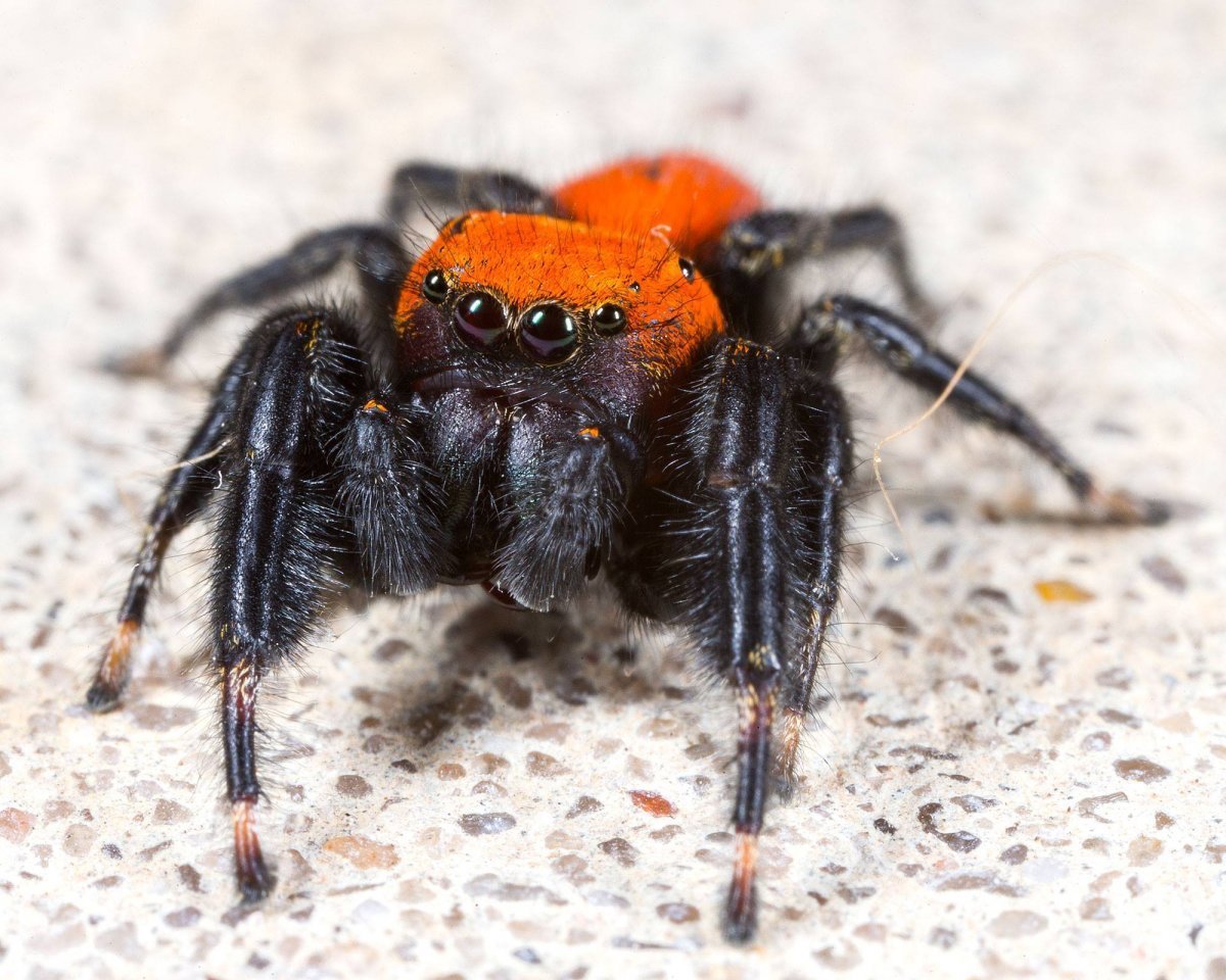 Скакун боярышниковый паук красный