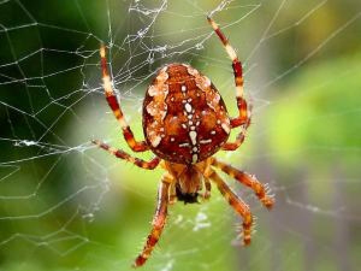 Паук крестовик Дальневосточный