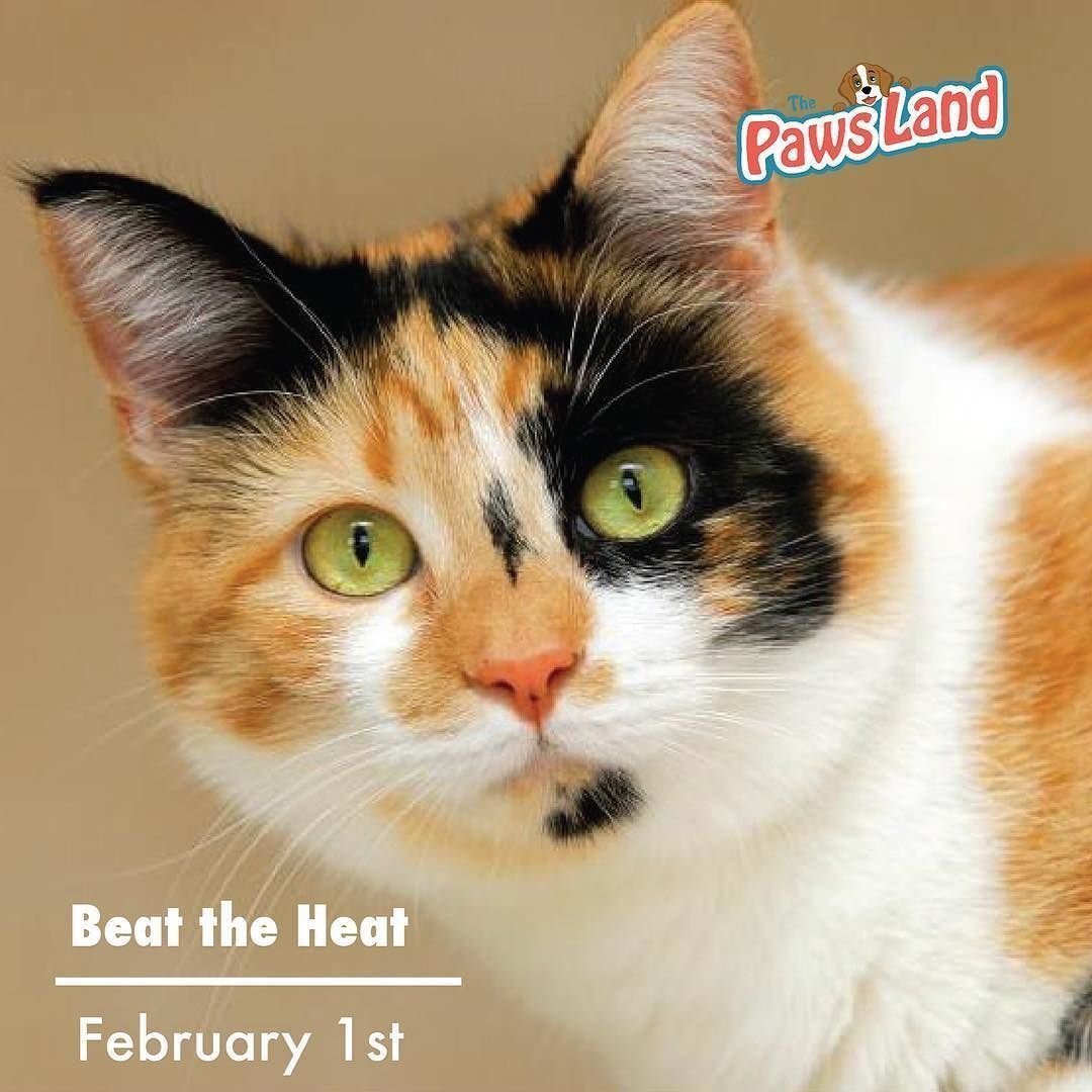 Трёхцветная кошка с разными глазами