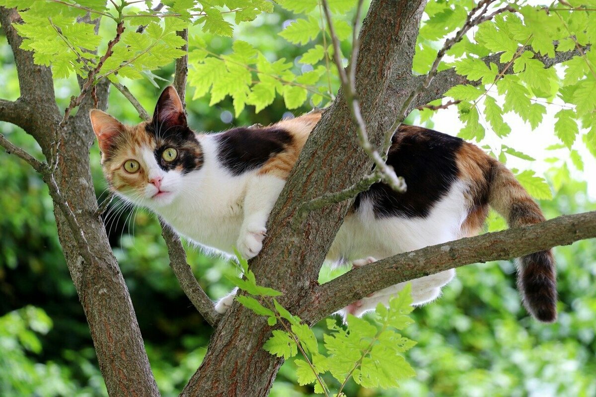 Ми ми милые котики