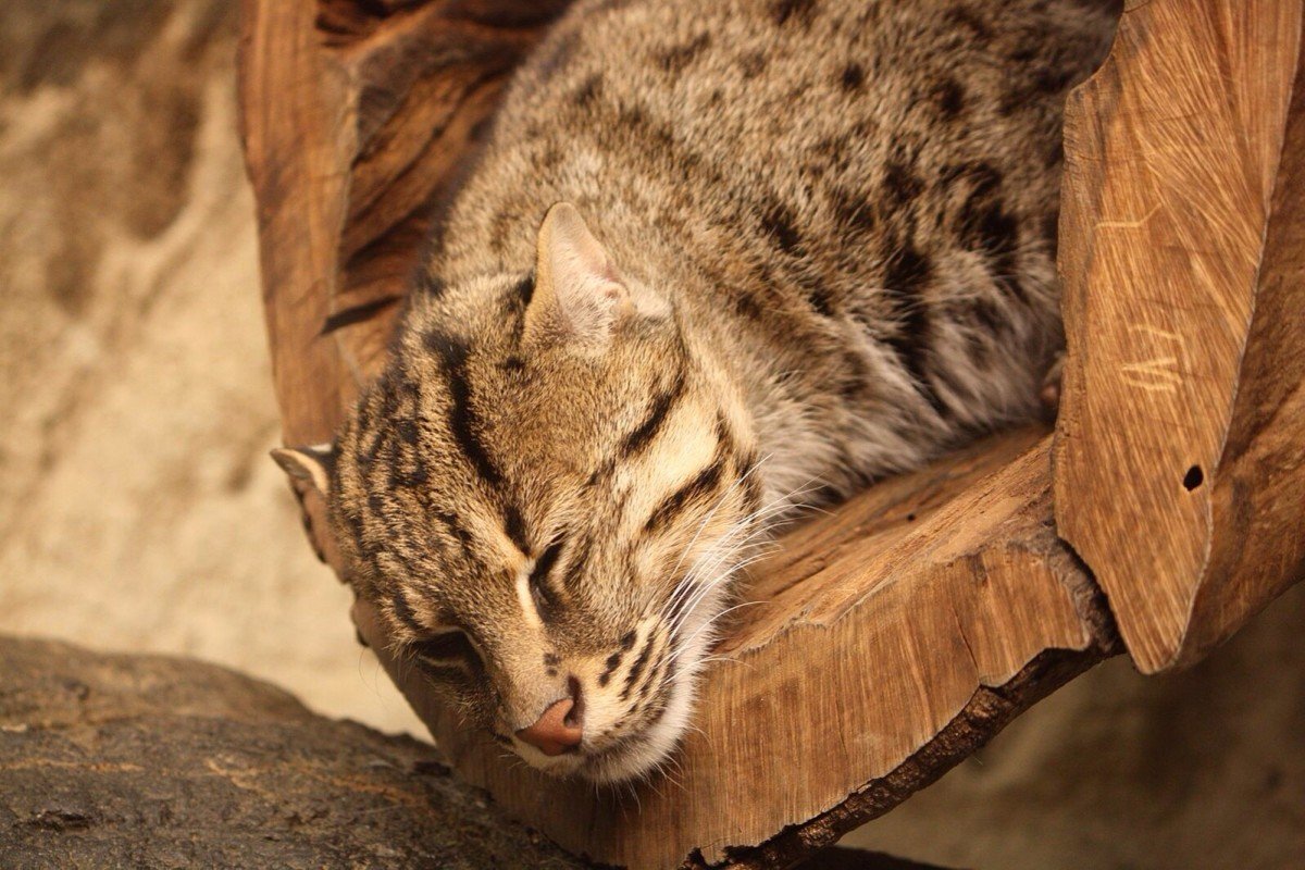 Европейская короткошерстная табби