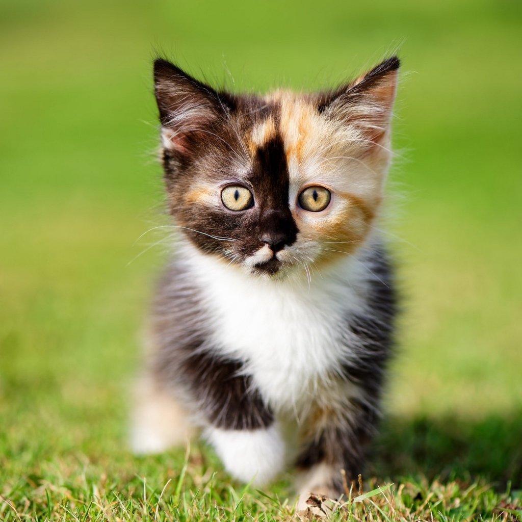 Маленький котенок