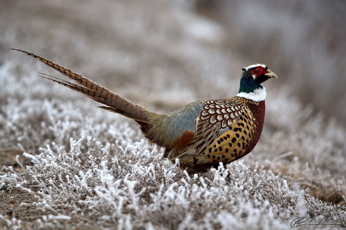 Фазан птица хвост