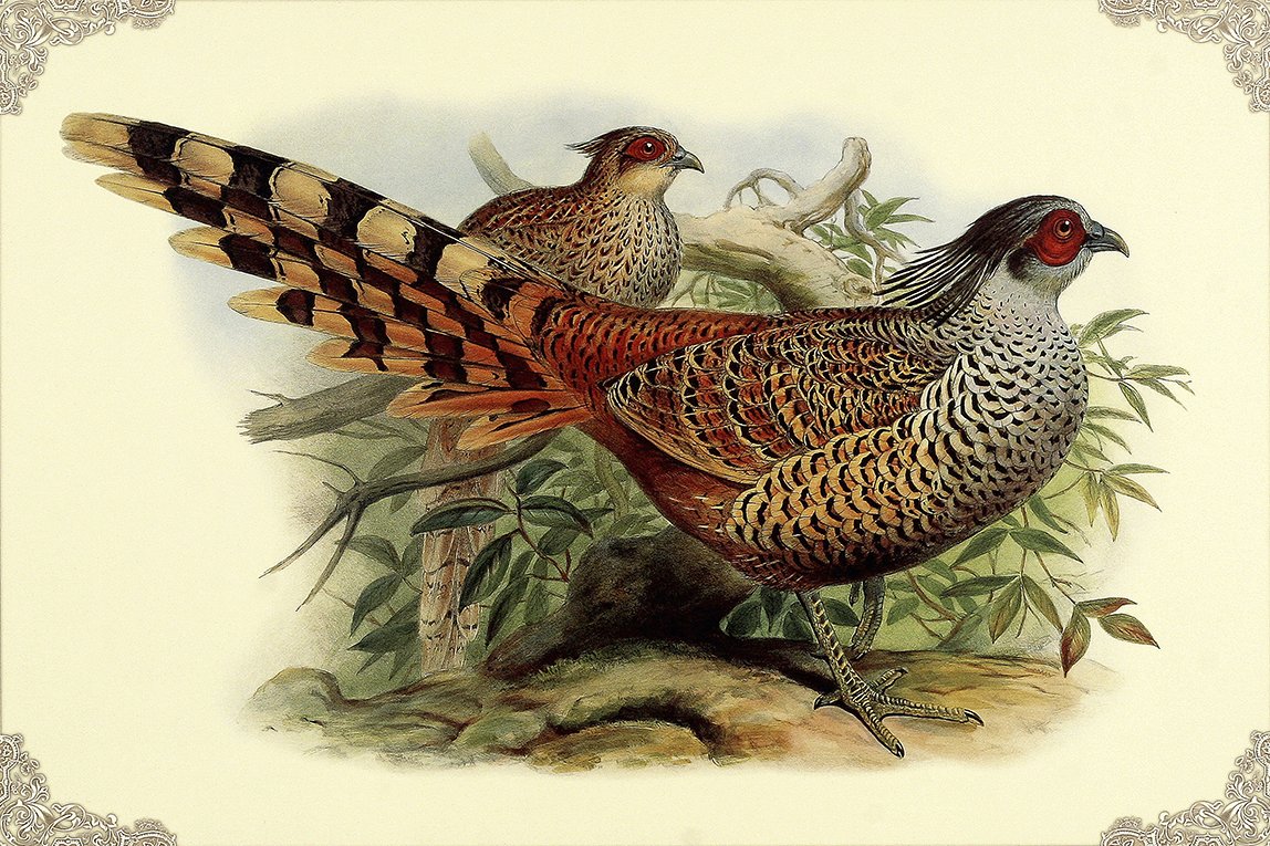 Борнейский павлиний фазан