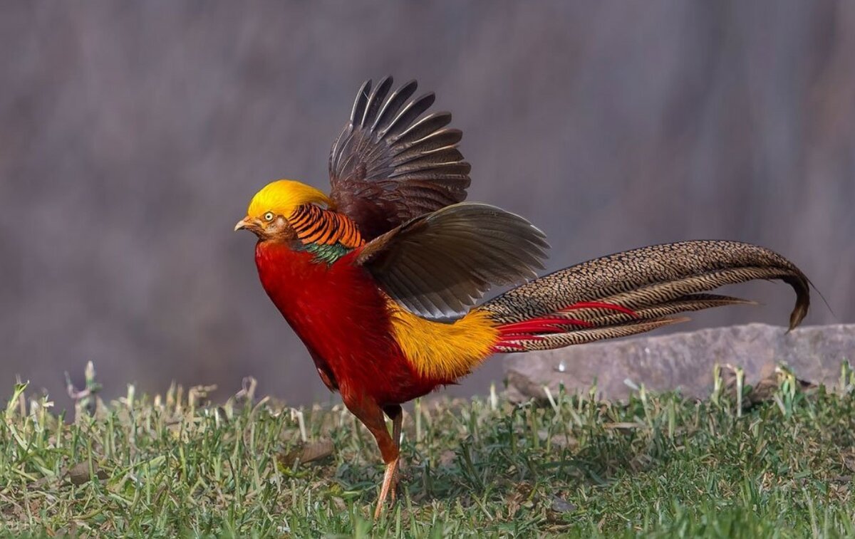 Золотистый фазан