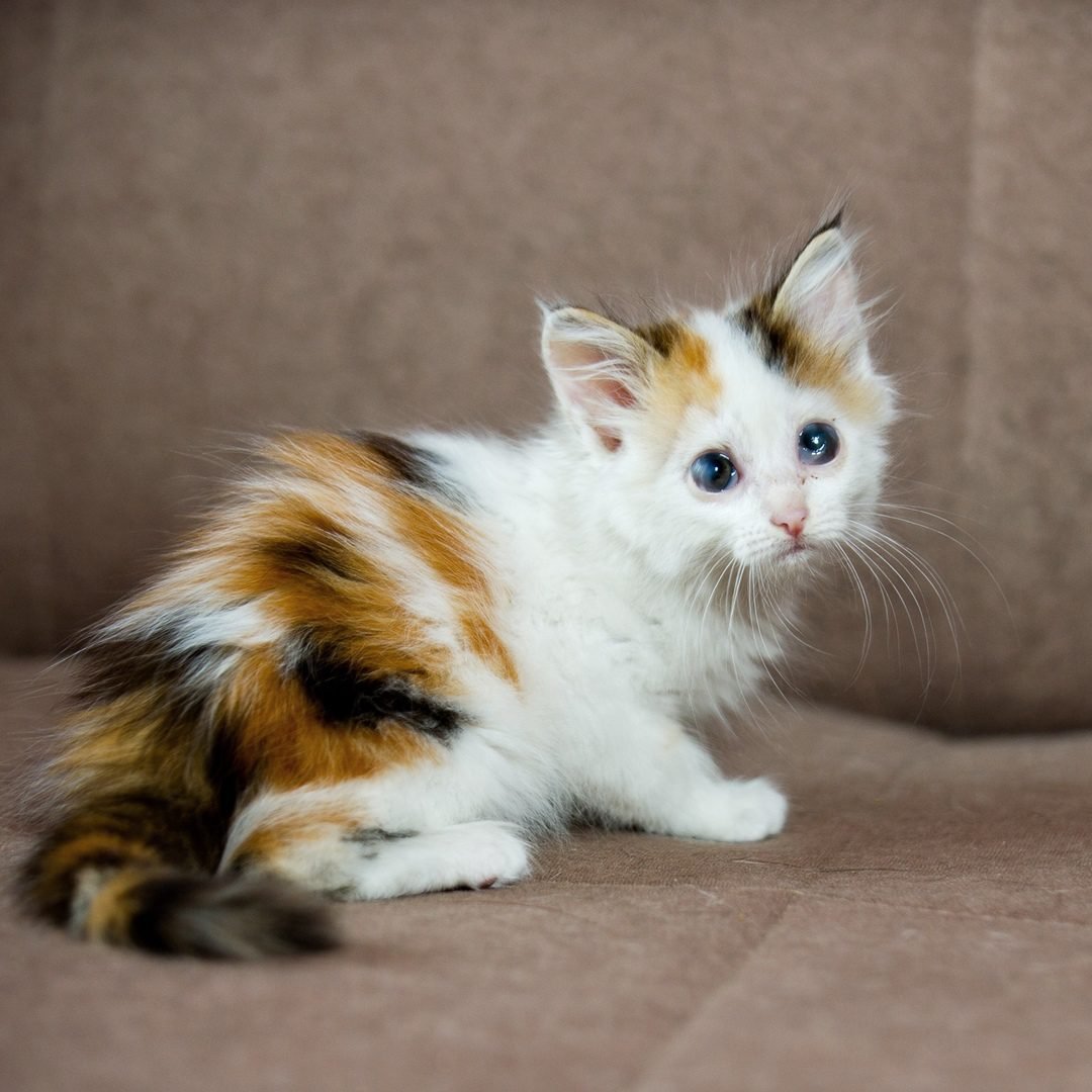 Трехшерстная кошка с котятами