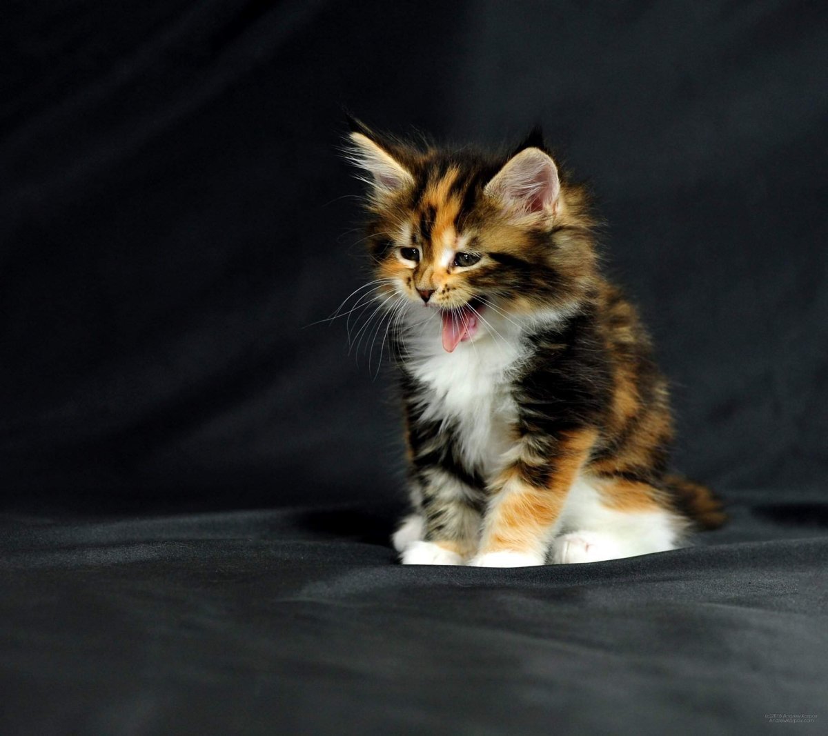 Оранжево бело чёрный кот