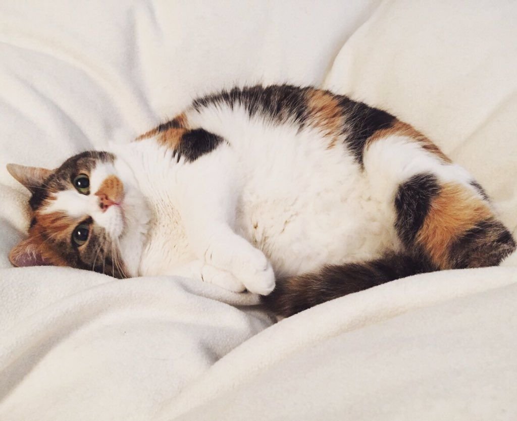 Эгейская трехшерстная кошка