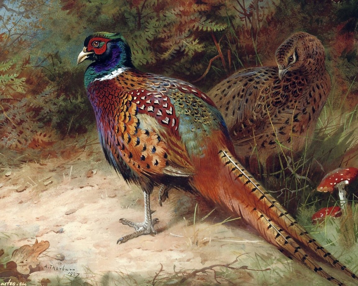 Фазан Астраханский