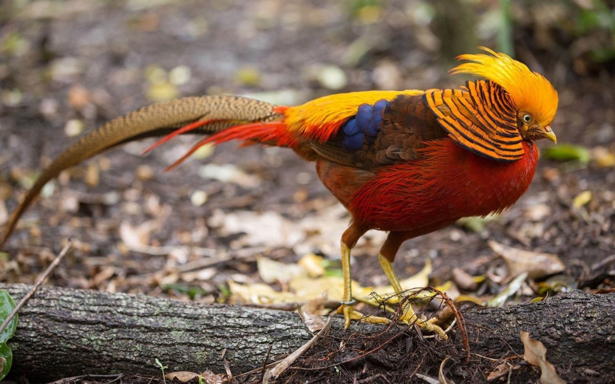 Фазан охотничий обыкновенный