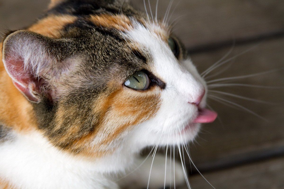 Кошка трехцветная морда