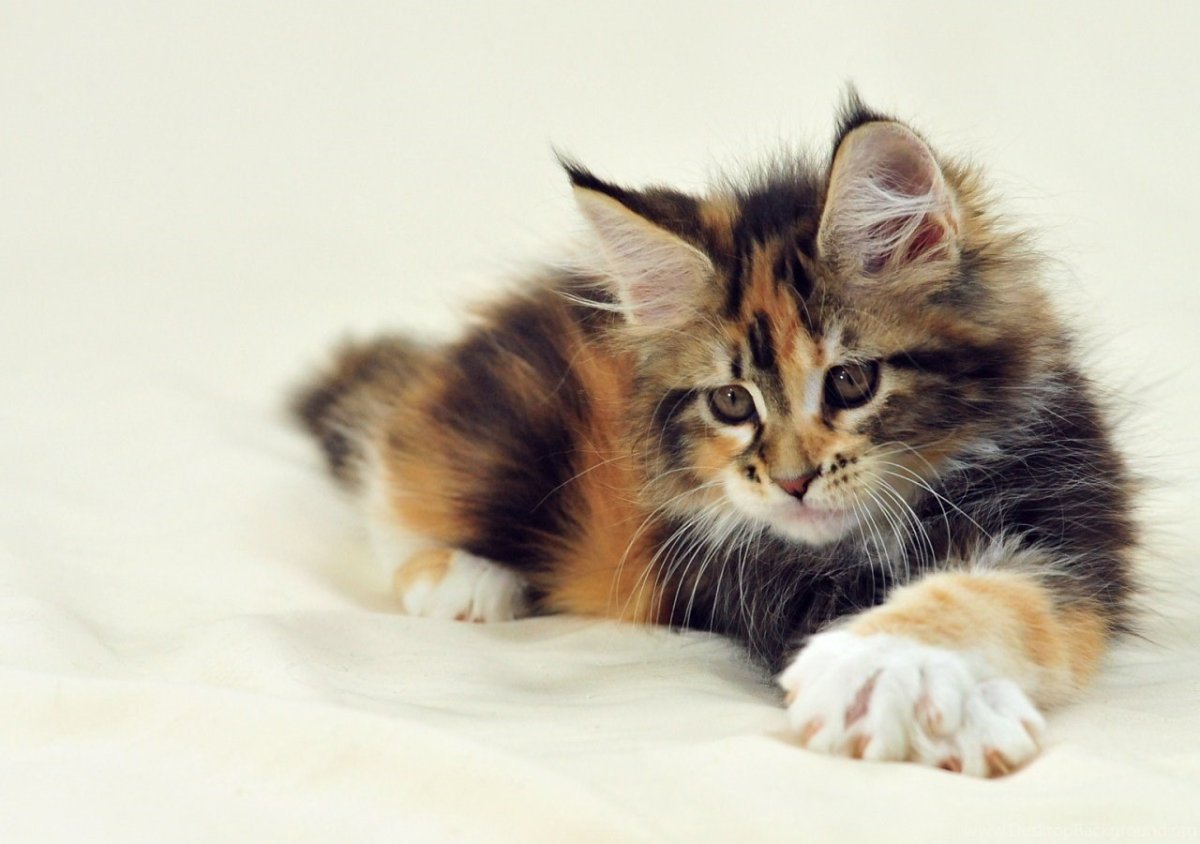 Трехцветные Мейн куны котята