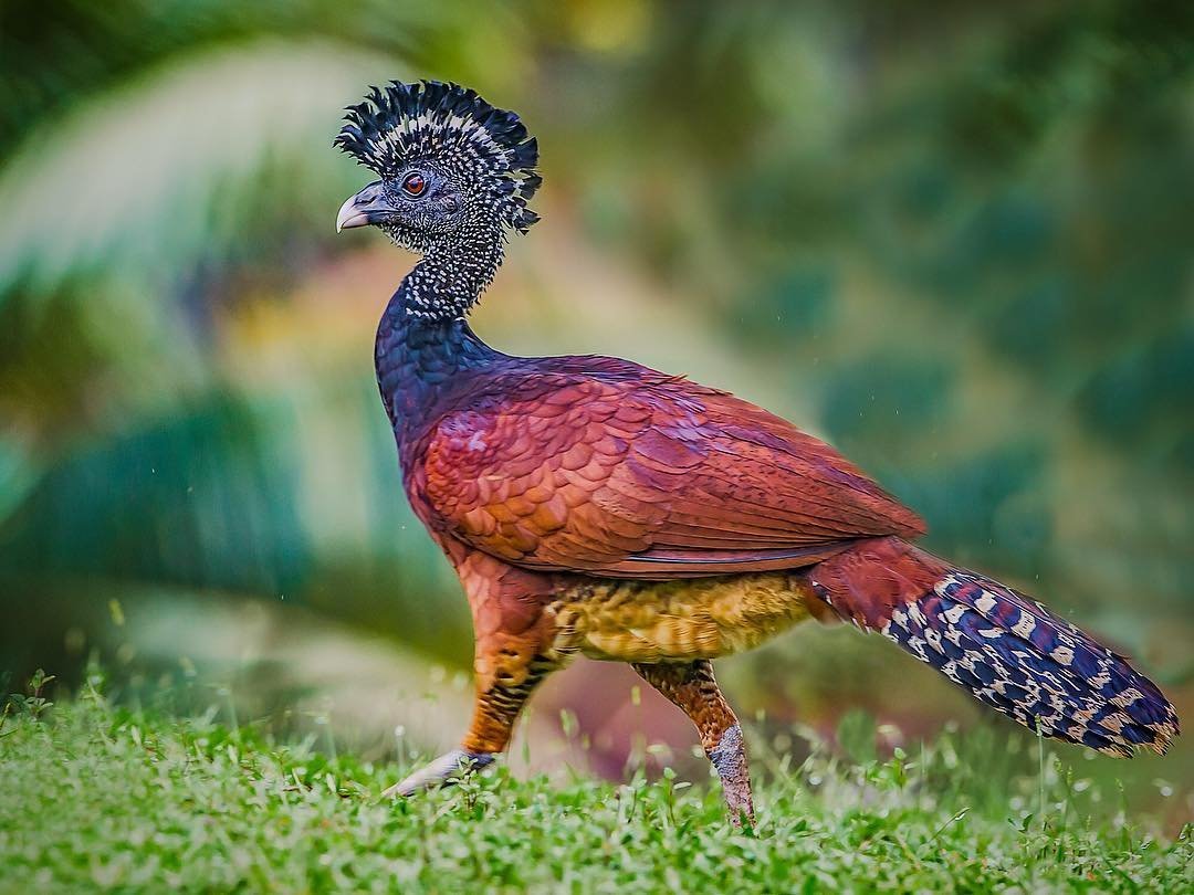 Гибрид цесарки и павлина