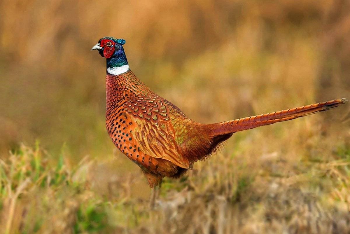 Золотой фазан самка