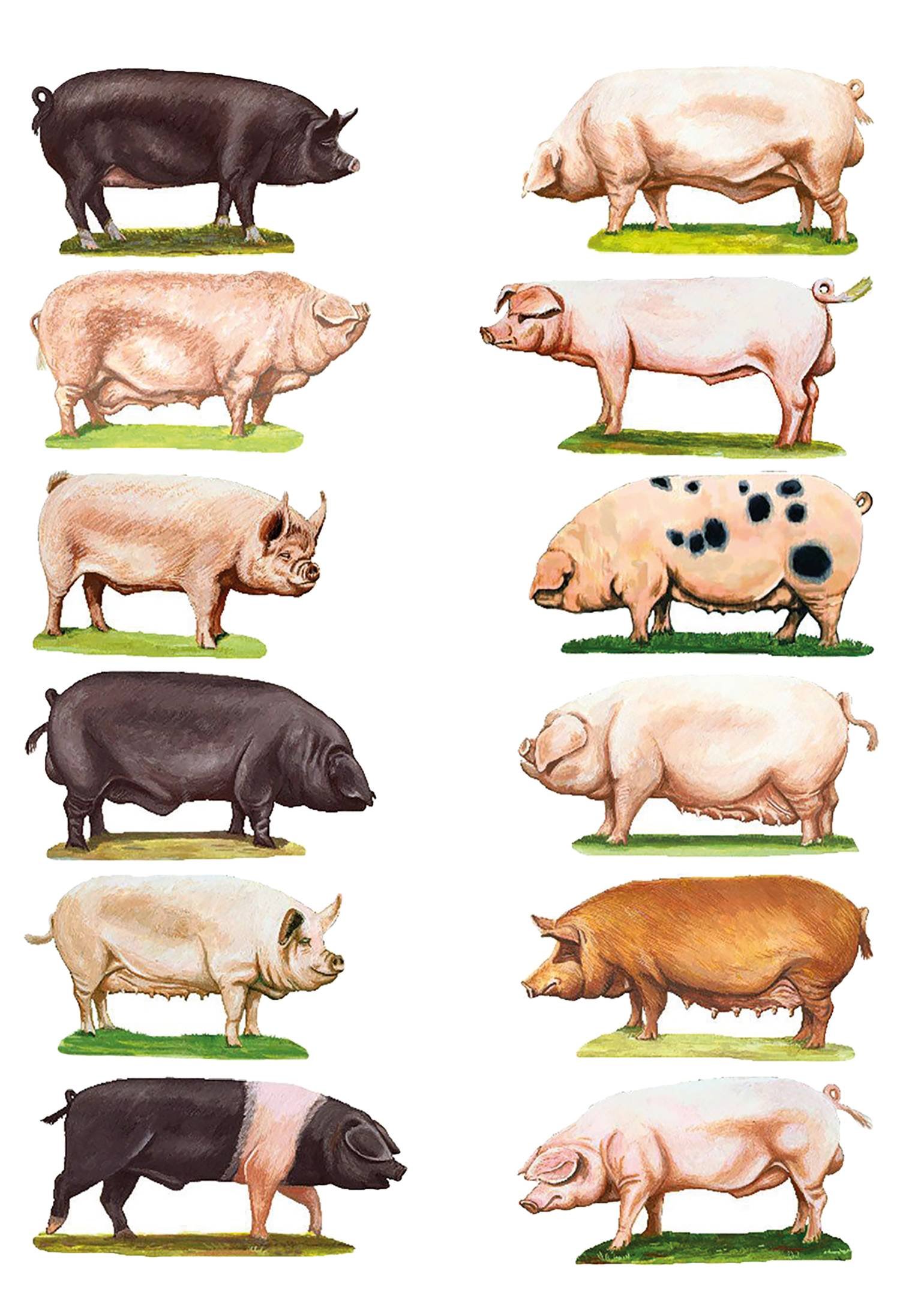 Классификация пород свиней