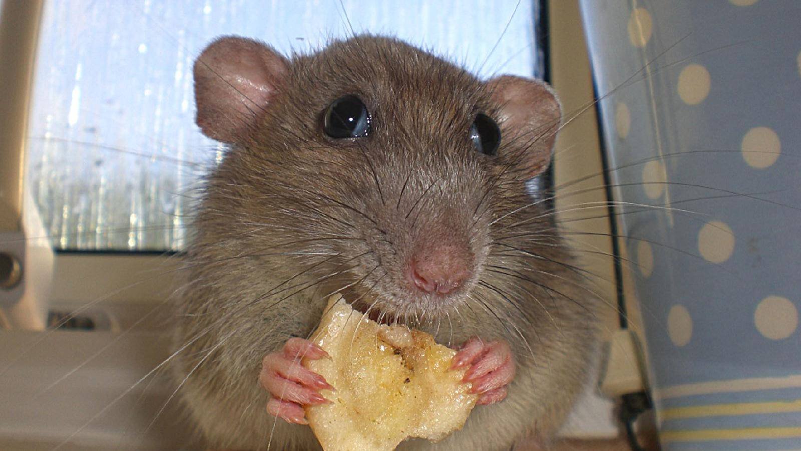 Мыши являются. Крыса. Что едят мыши. Мышка кушает. Забавные крысы.
