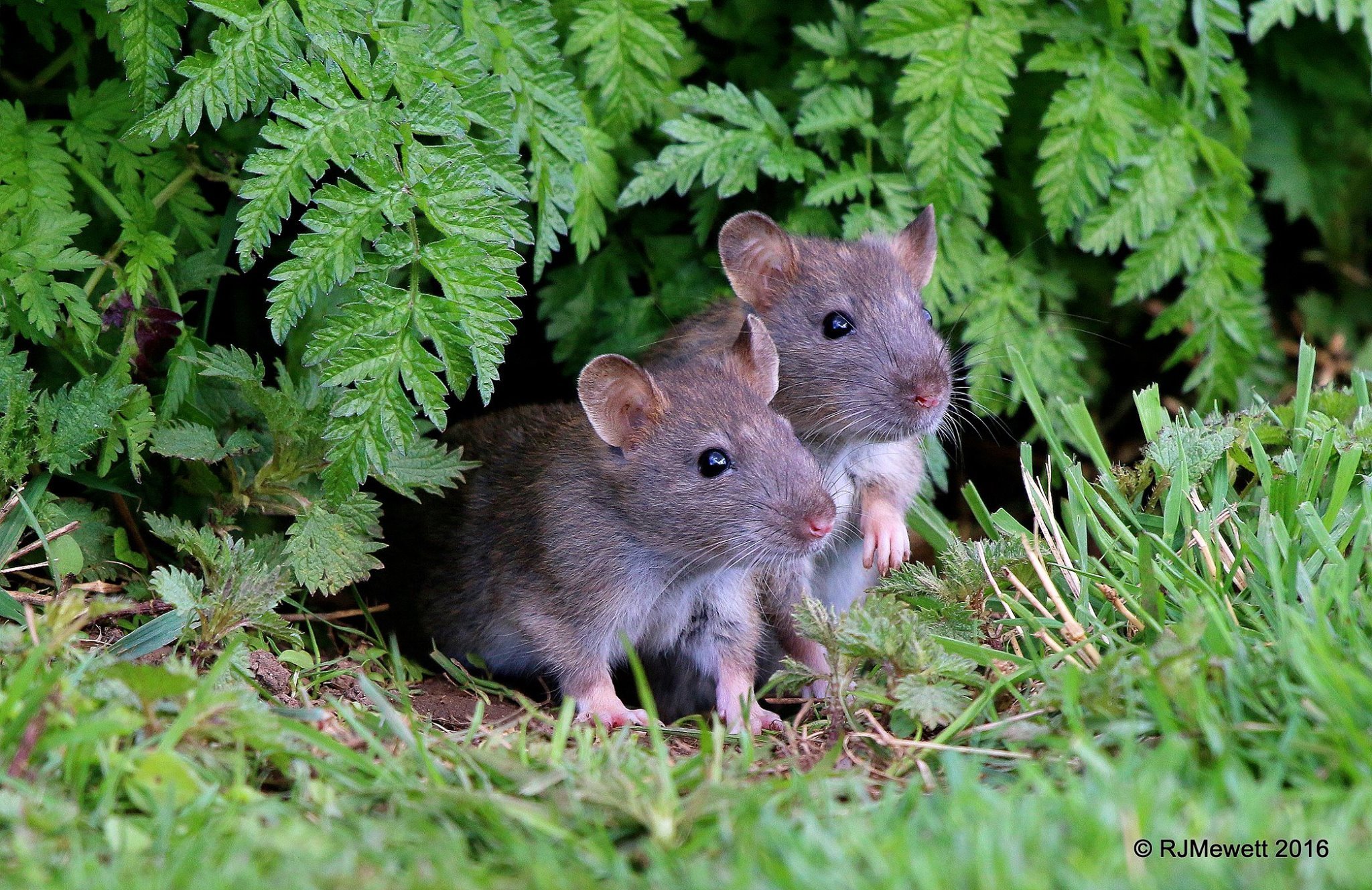 Родители мыши