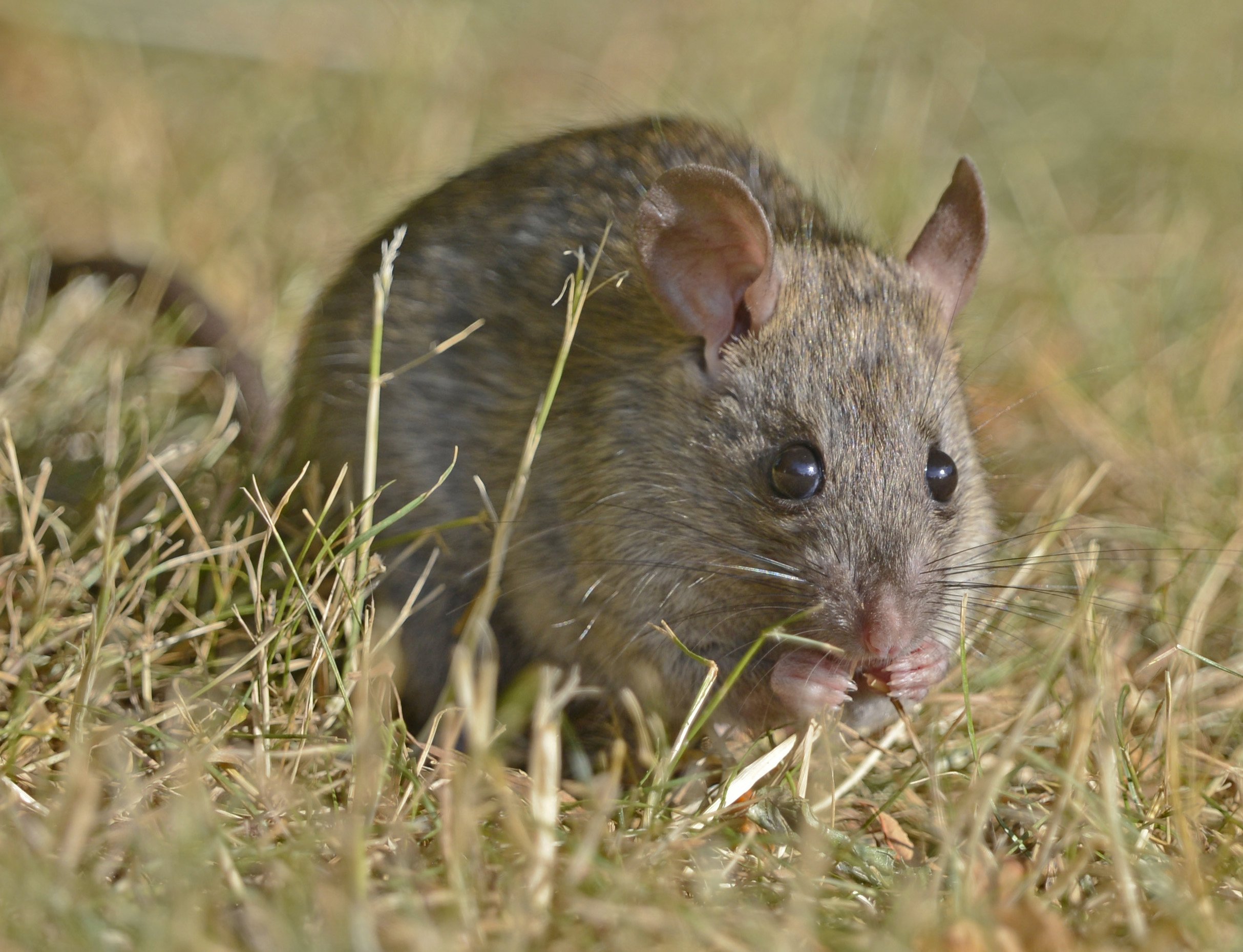 Зверек похожий на крысу. Серая крыса Rattus norvegicus. Мышь домовая (mus musculus l.. Лесная крыса. Животные похожие на крыс.