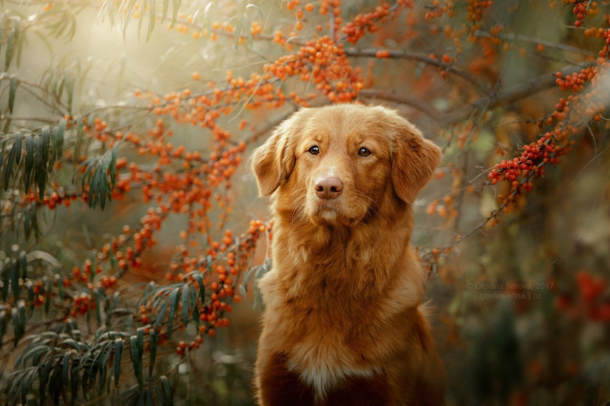 Новошотландский ретривер ВК