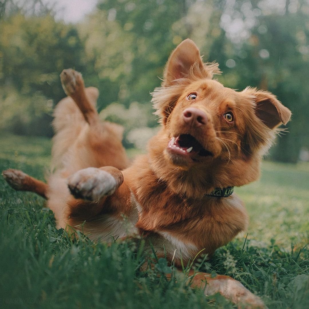 Новошотландский ретривер метис