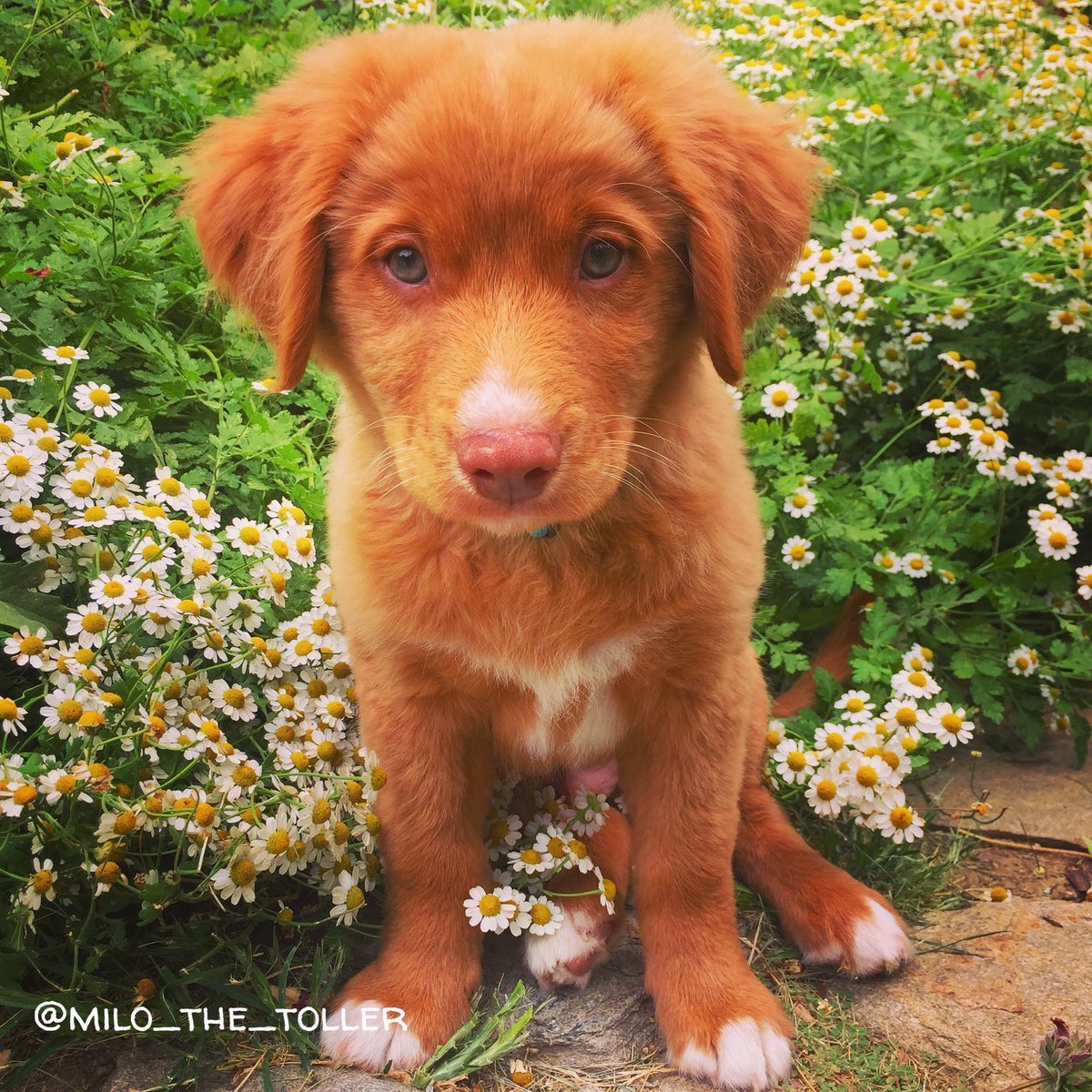 Новошотландский ретривер