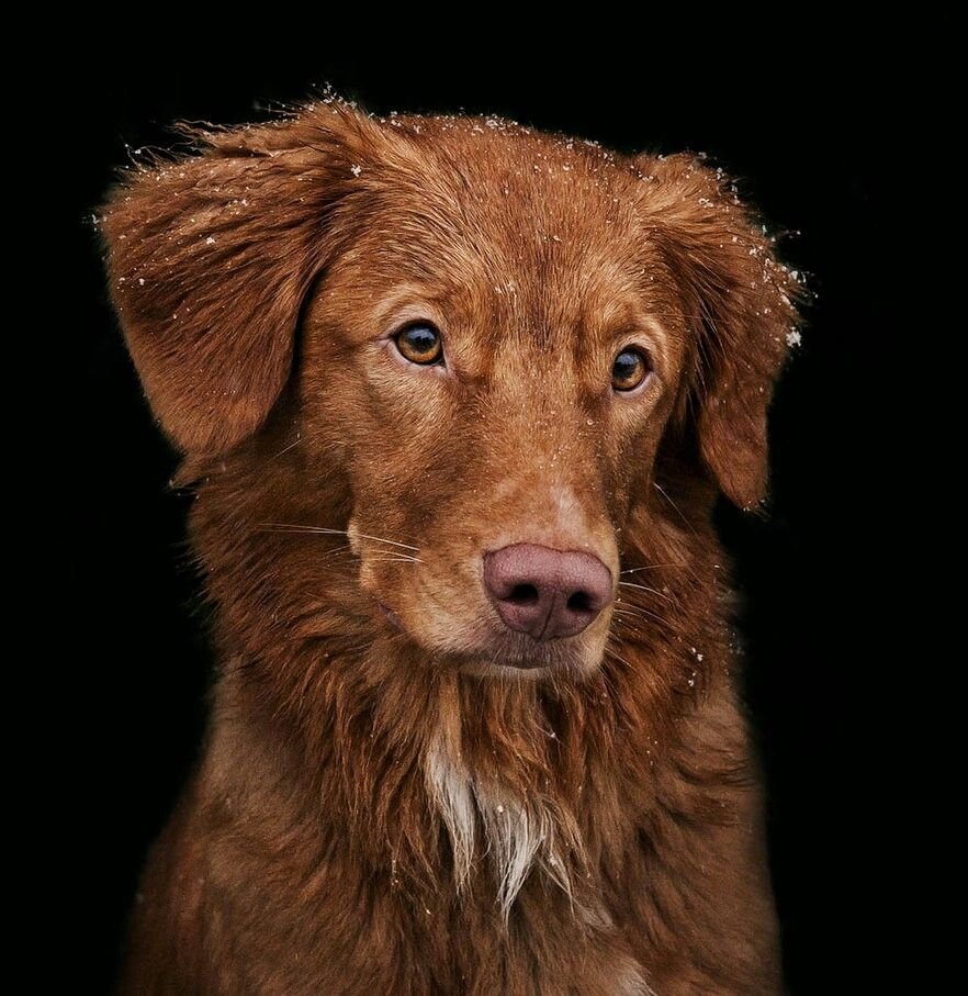 Новошотландский ретривер бежит