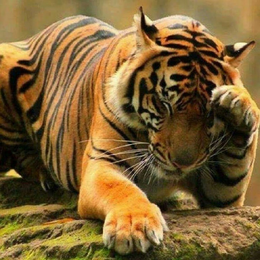 Лапка тигра. Тигр. Задумчивый тигр. Лапы тигра. Одинокий тигр.