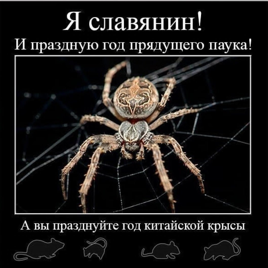 Прядущий паук