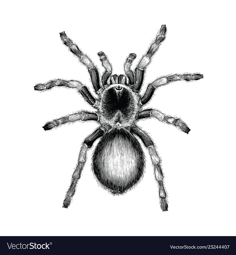 Прядущий Мизгирь