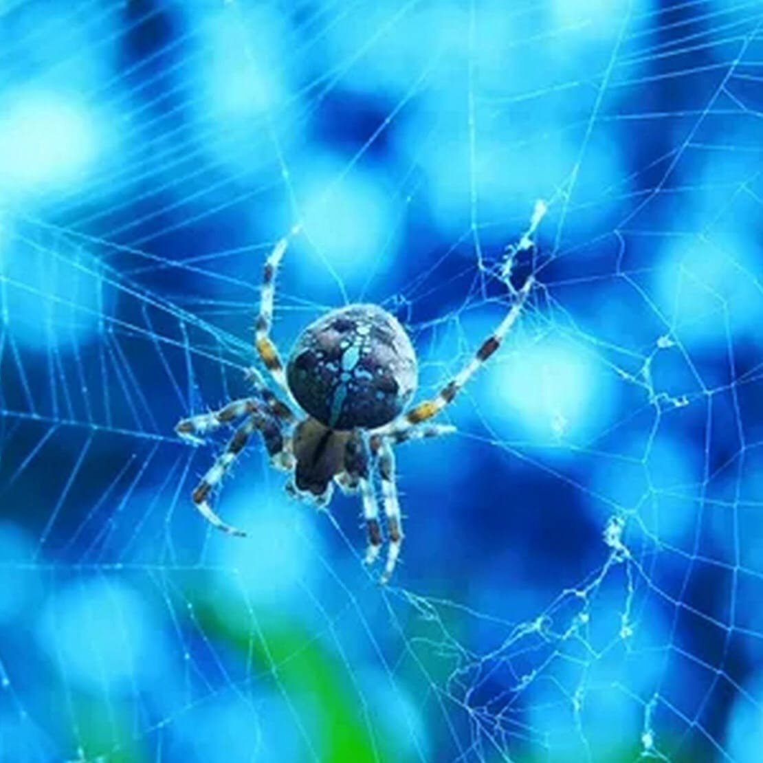 Крутой паук