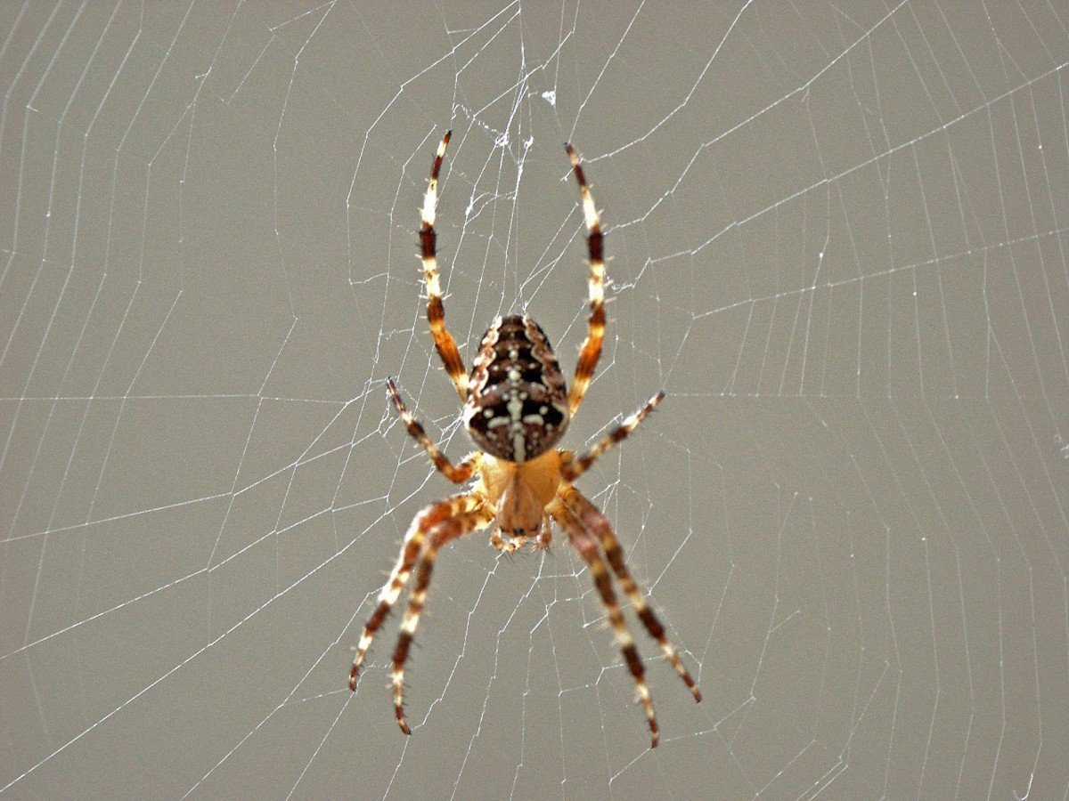 Оранжевый паук крестовик