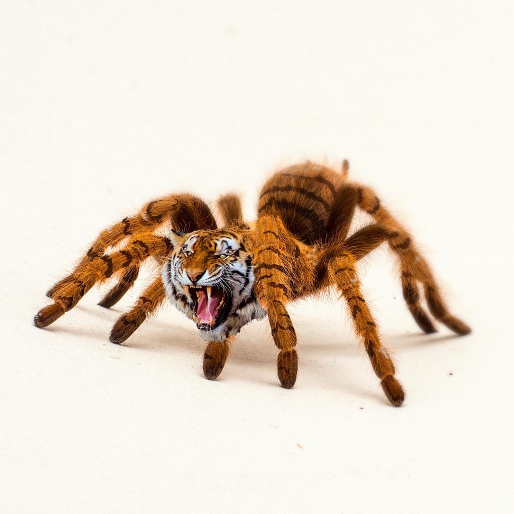 Беспозвоночные паукообразные