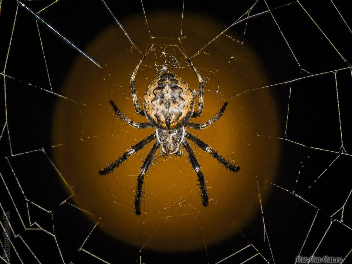 Паук Мизгирь паук