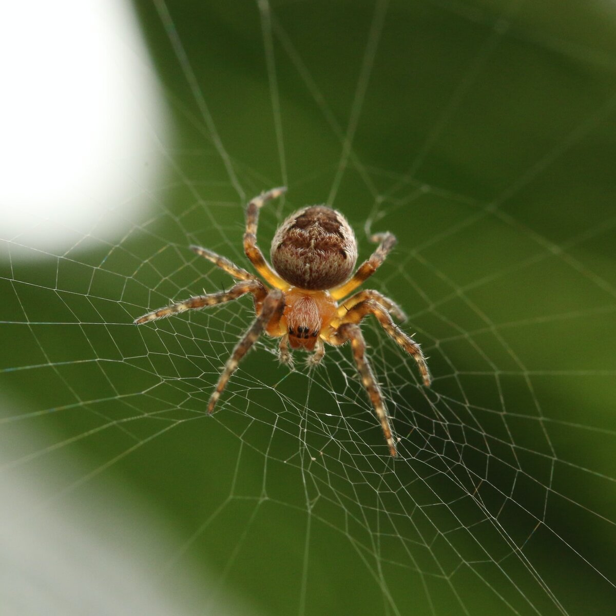 Прядущий Мизгирь