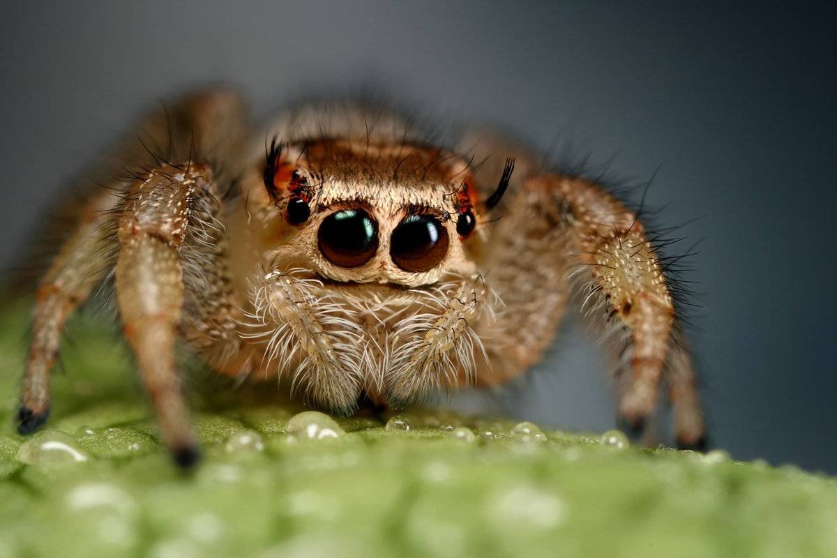 Оранжевый паук крестовик