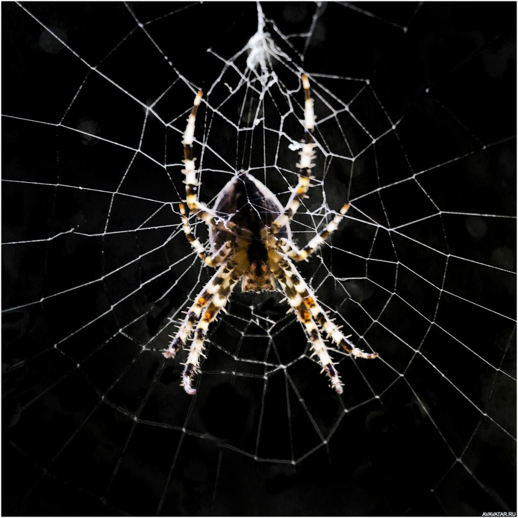 Паук HD