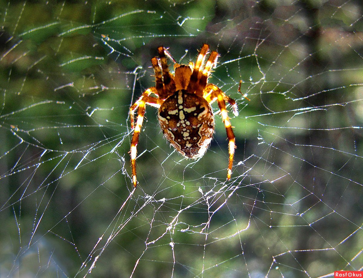 Araneus diadematus паук