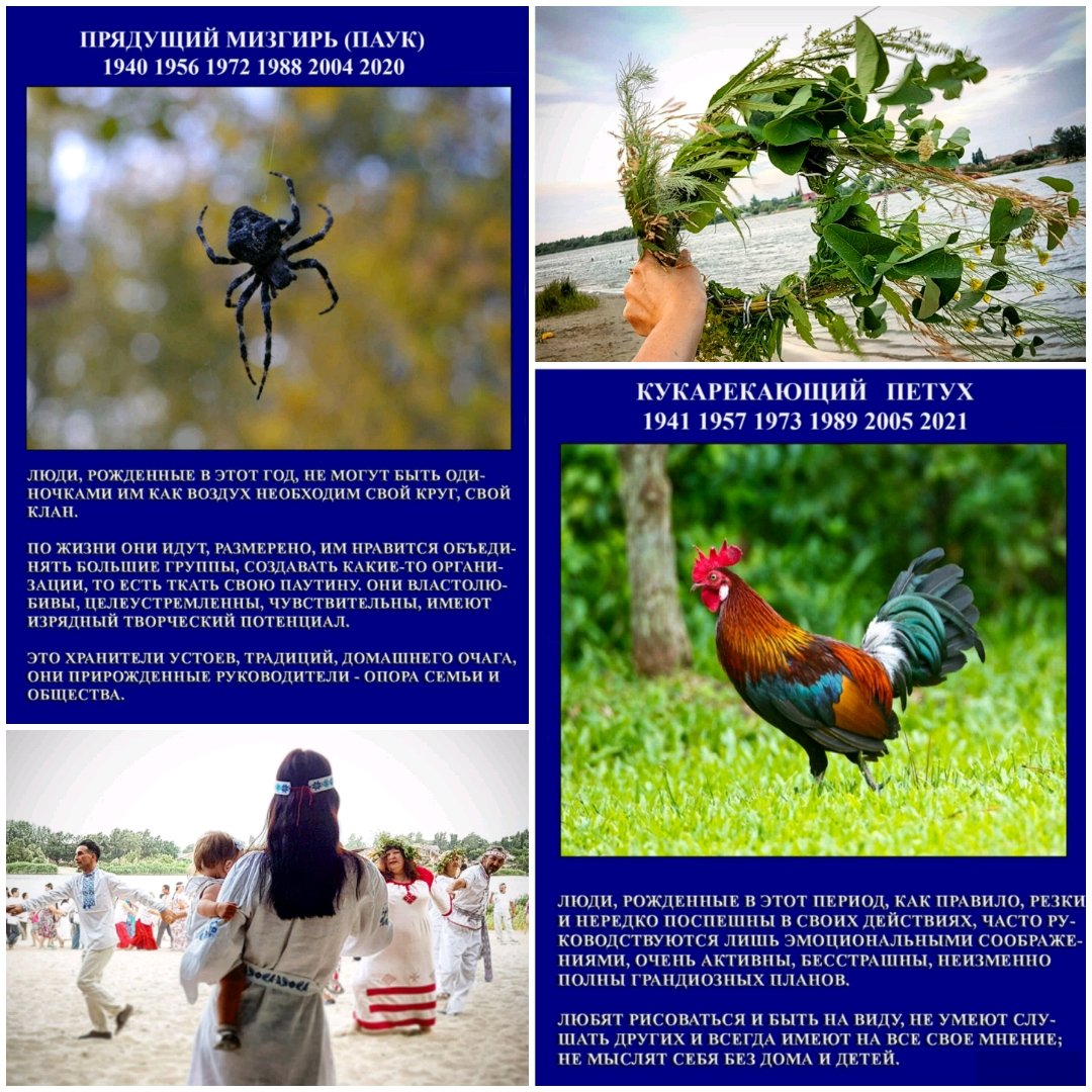 Паук Мизгирь маленький