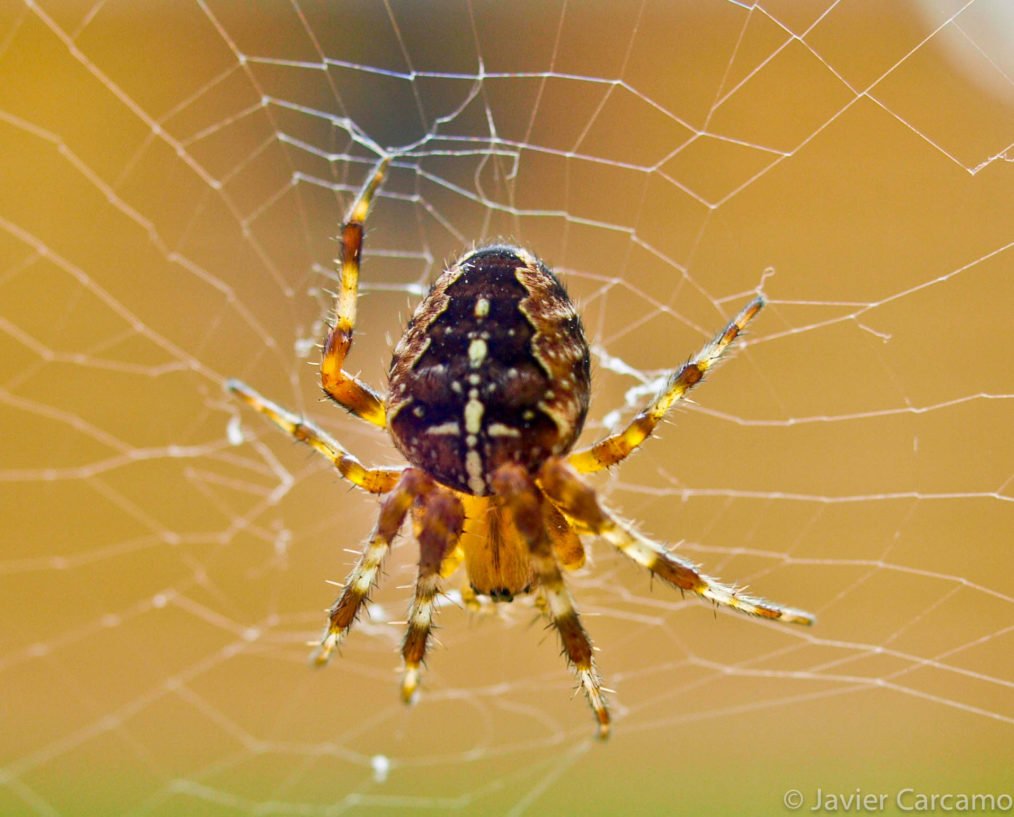 Прядущий мизгирь