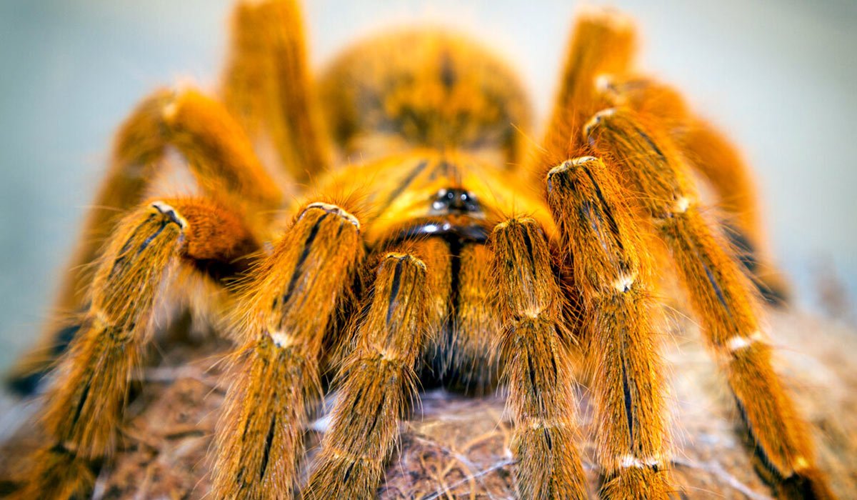 Тигровый паук