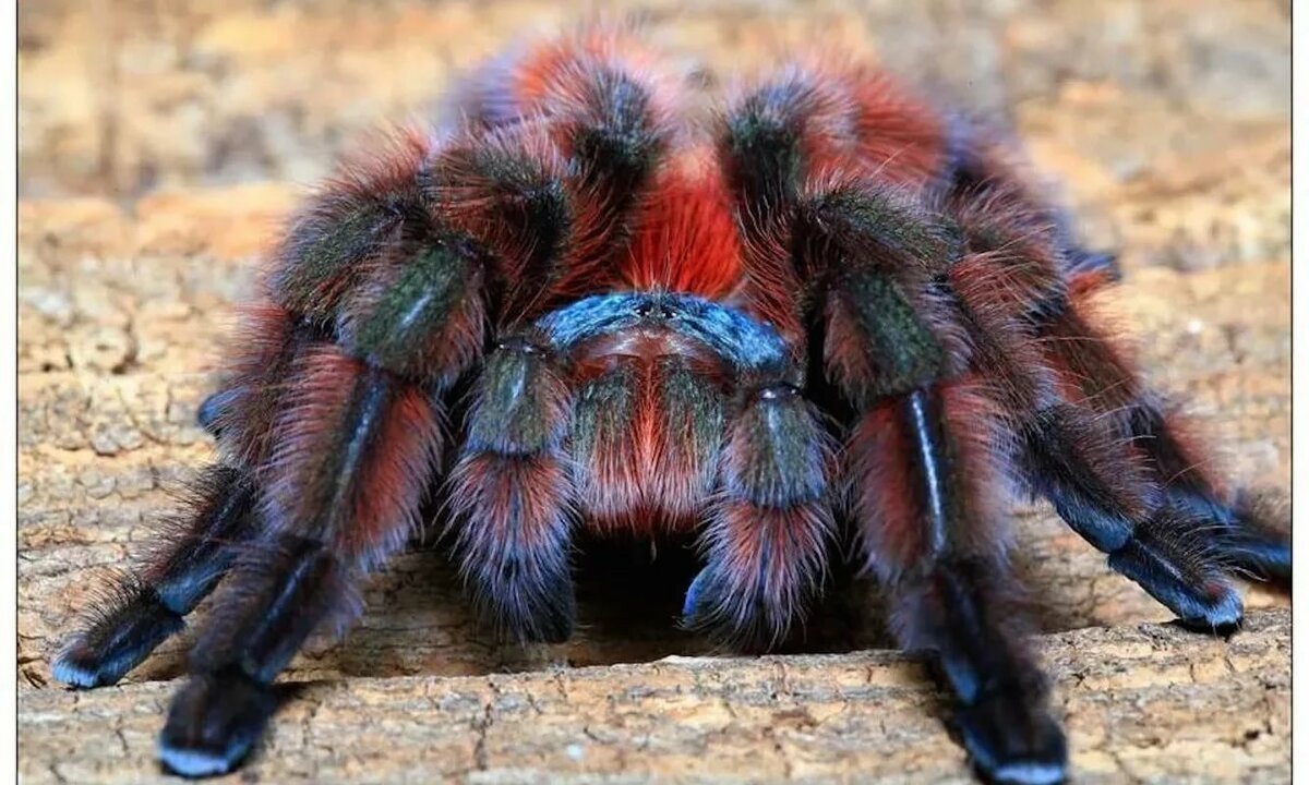 Птицееда Pterinochilus murinus