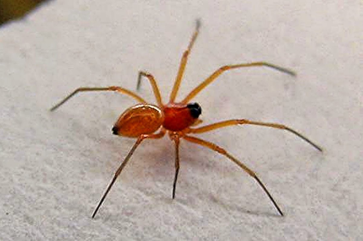 Смешной паук