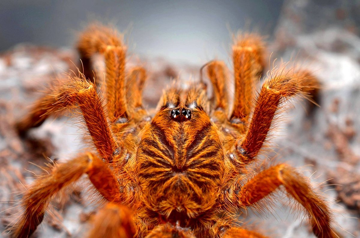 Паук крестовик самец