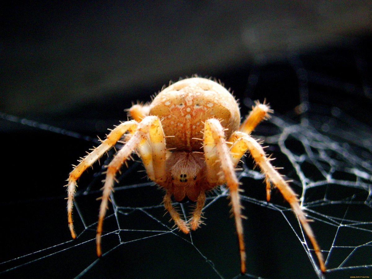 Хищники пауки 6 сантиметров