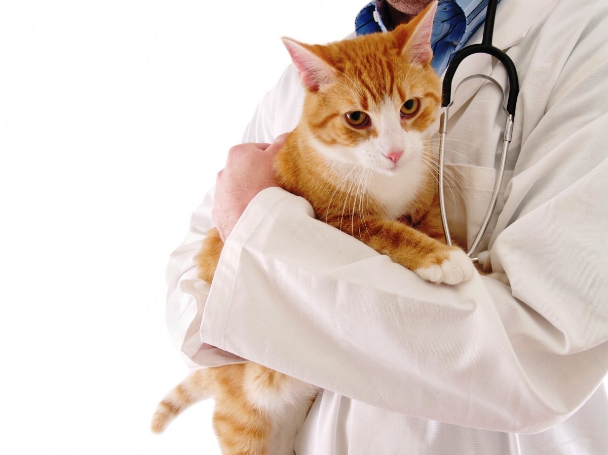 Котик доктор картинки