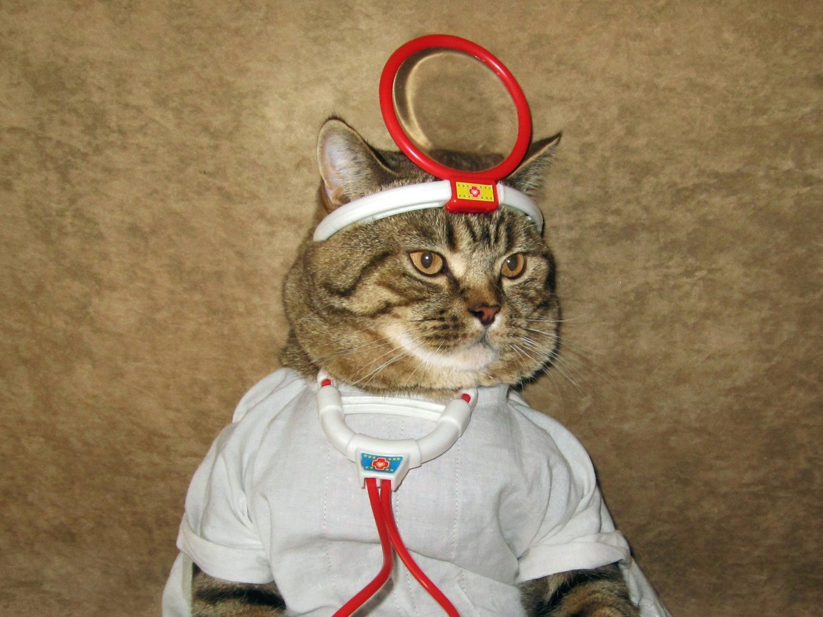Кошка медик