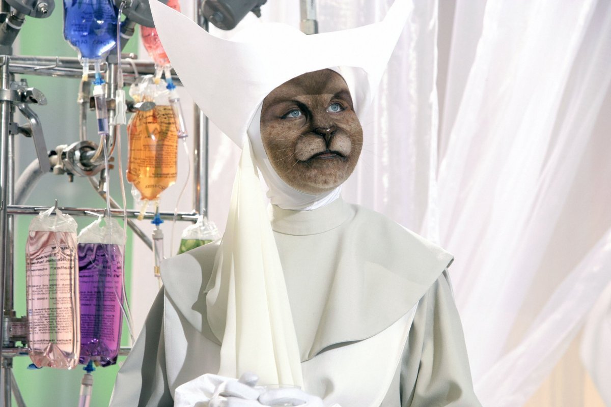 Коты доктора